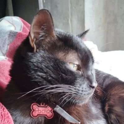 vitocanoro's profile picture. 