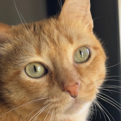 DaniRG_00's profile picture. Pilotando para @GTSpain92