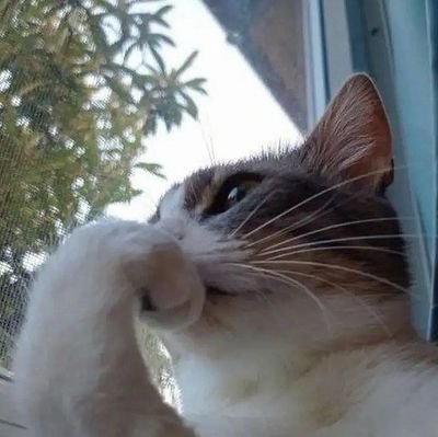 shashaiy's profile picture. keluh kesah sayah