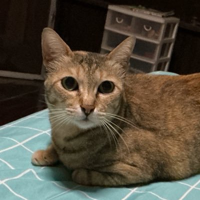 Puroi_Poi's profile picture. 18⬆️🇹🇭 | multifandom | JJK MHA TKRV HQ KNY | Luxiem Noctyx | genshin | rov | เกมหมาที่เรารัก😌