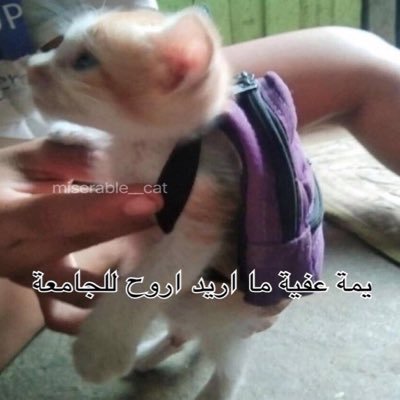 77ee33's profile picture. #Nurse #ملكة #Blue #🌠