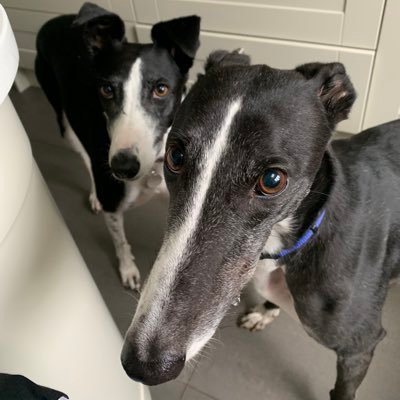 RosieWrinkles's profile picture. Nellie the rescue lurcher and Frankie the greyhound living their best lives in Surrey. Not forgetting the original Rosie Wrinkles 🌈🌈 #itwasdacat