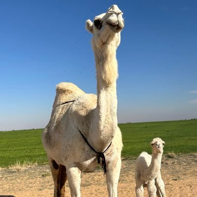 أمل الحربي🇸🇦