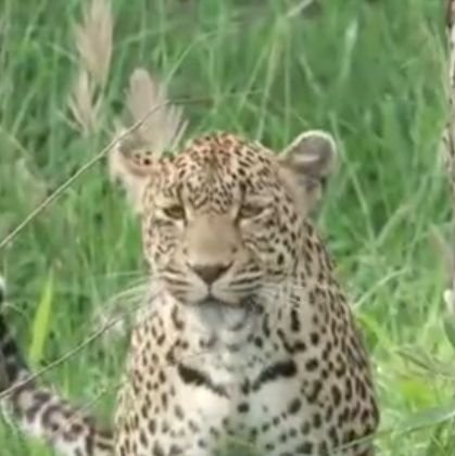 Rhonddalass's profile picture. Love all animals' not to keen on most humans they have no respect for the planet we live on,no respect for any creature from land sea or sky.
 i luv leopards