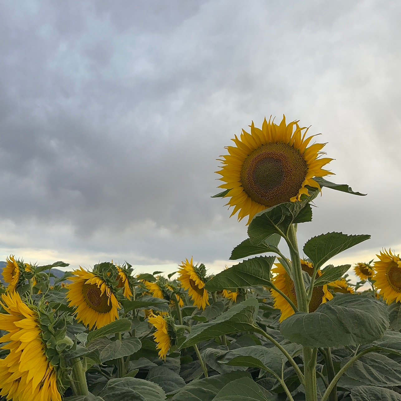 MayraJorgexn9t's profile picture. 