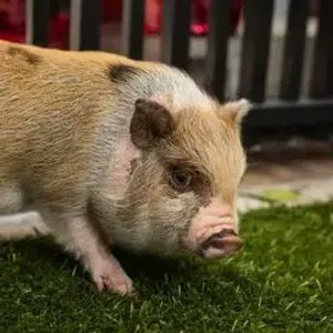 Lil_FloponSol's profile picture. Crypto Analyst