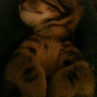 lilmohawkeast's profile picture. Services Manager for SHP. 38 years experience in social care.
Love Music, Gigs, Festivals, day time Raves. 
Views/opinions are my own.