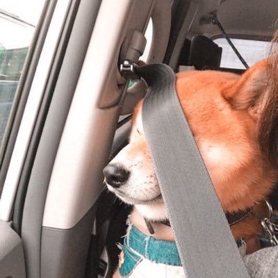 meoongle's profile picture. lele histo 23! status : temporary swap ✩