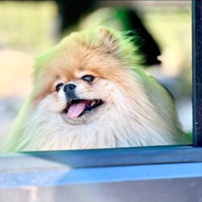 REAPER2021cary's profile picture. #JEEPJKU
#Pomeranian
@BARRYenhanced