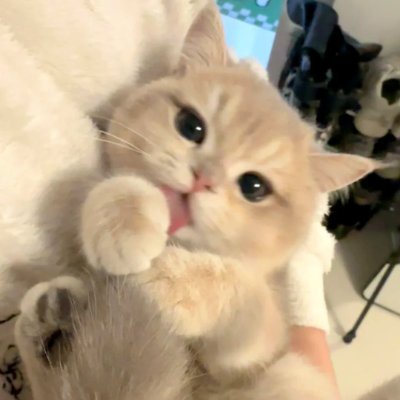 sdvxpanda's profile picture. 