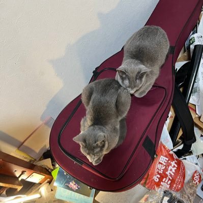 zY2115436011807's profile picture. アテネ・フランセでラテン語初中上級修了。日仏ギリシア・ローマ学会名誉会長の元で仏英語を用いたラテン語原典講読に習熟。サテュリコン/ペトロニウスの訳出に取り組む傍らチェスの定石に関する英語の本を出版。法学・政治学の金字塔CKOYシリーズの正統続編「CKOYするラテン語」絶賛配信中。皇統インブリードのマスコミ投資業です。