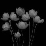 zeb_sql's profile picture. 