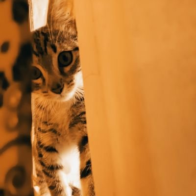 RamnMoroyo13456's profile picture. 