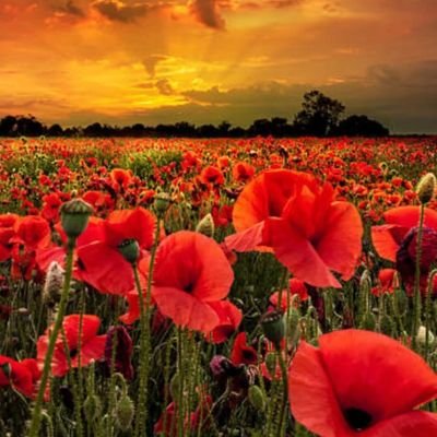 susie_mp80903's profile picture. #YR ##BoldandtheBeautiful #BTG #GH #SVU #OC #OneChicago