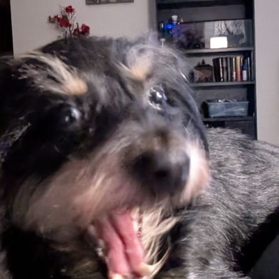 waterychickens's profile picture. everything and anything || 22 || dms open