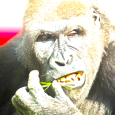 flyinggorilla's profile picture. We are game developers dedicated to creating the ultimate flying gorilla experience.