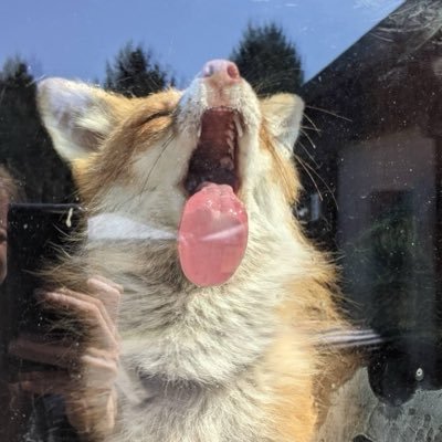 Roxy1051228's profile picture. 20yo Fox girl Hippie foxy kemonomimi 🐾🦊💕🍃big time stoner https://t.co/nZ5zq72vVq i will be getting this set up soon :3 for tasteful photos/videos