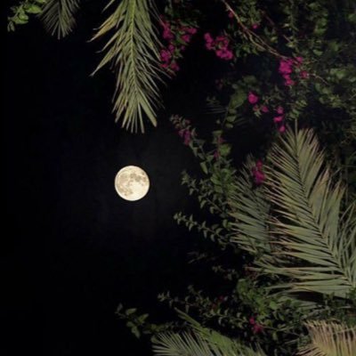 alz_yl's profile picture. 