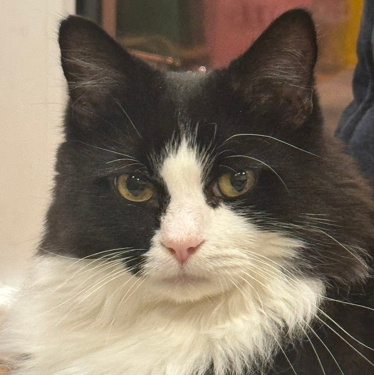 lucaslu7579's profile picture. 