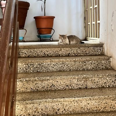 blcksknboii's profile picture. squidrific ||| Lil Keed