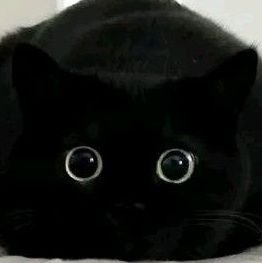 inukashiiii's profile picture. 