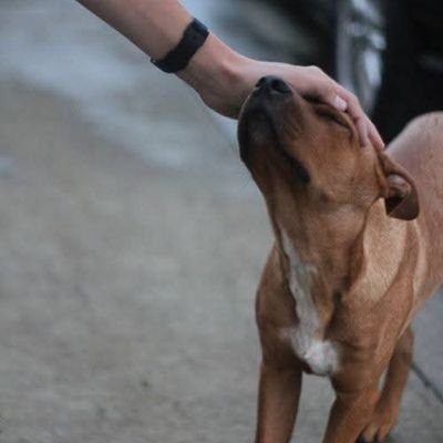 8ltylmz's profile picture. Okudukça beynimin elbisesi daralıyor 🐧