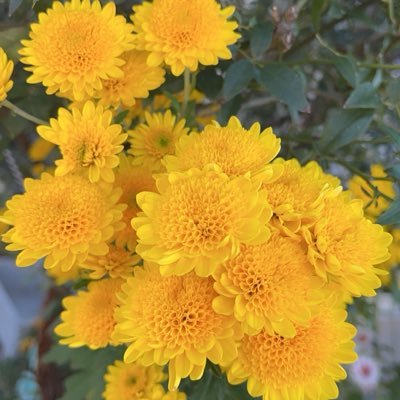 SsLjXjov8VeK8Dw's profile picture. 