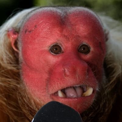 _rujdnip's profile picture. 