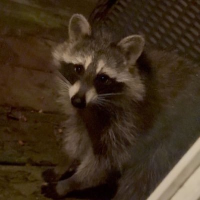 sawyer !! endorsed by william beckett???? Profile