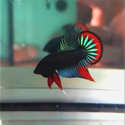 FFokc01's profile picture. 