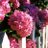 ___dildade___'s profile image