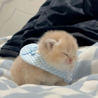 morjiensy's profile picture. ไฮบริดโพใครไม่ชอบตายโล้ด