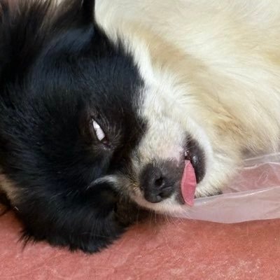 BroncanoCa88582's profile picture. 