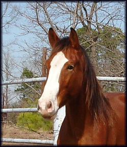 TracyDVM's profile picture. Small Animal & Emergency Veterinarian. Breeder of Dutch Warmbloods.