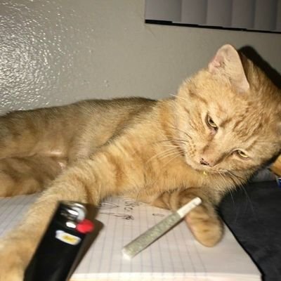 l0000000ki's profile picture. ✶t a k e  c a r e  of  y o u r s e l f ✶
       
                    tudo que ouvimos é opinião, tudo que vemos é perspectiva e nao um fato

Frenocidio