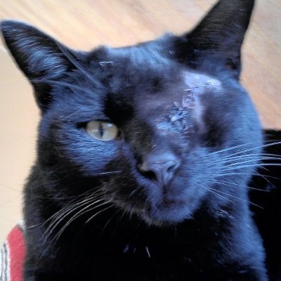 manaauwe1's profile picture. Rap / Hip Hop / R&B Producer 🐈‍⬛
https://t.co/CG9Chb8CZH