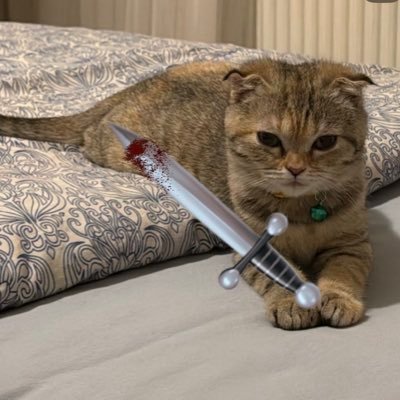 crypto09900's profile picture. "Sorry kids, no dinner tonight. 🙅‍♂️ Daddy spent the grocery money on premium wet food and #KILLERCAT. Priorities, fam. The cat needs to eat first. 😼💸"