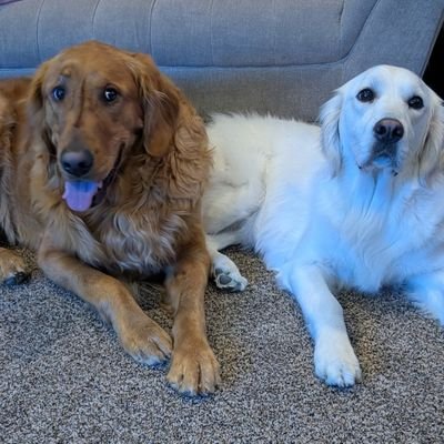 ballchinski's profile picture. part time streamer, full time moocher - Code Ballchinski