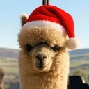 verrissimus's profile picture. Part time Polymarket trader, full time LlamaEnjoyer.