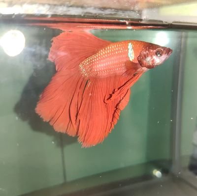 WholeYak's profile picture. 上学使我快乐，我喜欢上学。