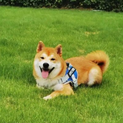 datascience0123's profile picture. 犬の飼育が大好き、倹約生活と高配当株に注目
18年の経験を持つ投資戦略の専門家であり、実践者です
テーマ株＆中小型株が得意。相場観や個別銘柄、関連銘柄を解説。短期で2バガー以上の大化け銘柄を発掘。
私の投資ブログは毎日更新されており、私から投資に関するすべてを学ぶことができます。