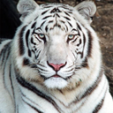 Nina Willis - @Prettyblueyes_c - Twitter