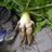 holoosiakaunto's profile image