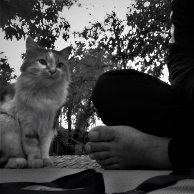 lal_burger's profile picture. 