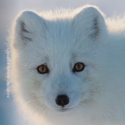 Diegosantos140's profile picture. I belong to none yet I am part of them all