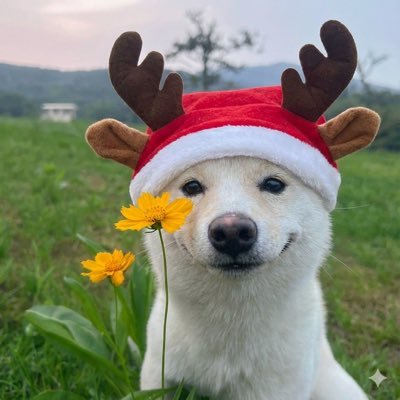 reichan_dev's profile picture. 広告代理店・編集者向け縦型動画素材サイト「Verticaly」運営。仕入れコストを最小化し、生産性を最大化。AIアバター「藤原れい」も活躍中。元CyberAgent | 1社売却 | 効率化ツールであなたの”1時間”を捻出します。