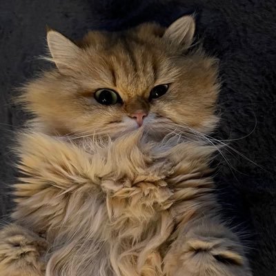 YildizzTilbee's profile picture. ❤️🤍🕸️🪞💐🕸️🧚‍♀️🌙👣