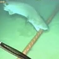 SmallWireShark's profile picture. 