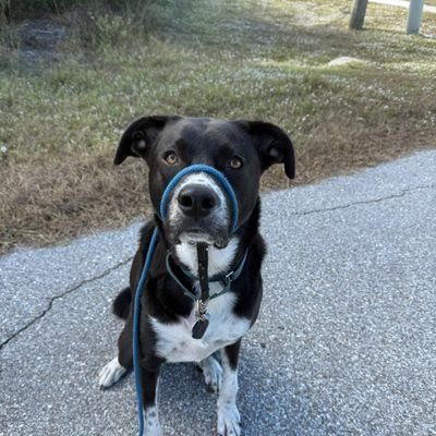 pcorbett28's profile picture. Executive Recruitment/Project Resources advisor, father  to 2 young men. Beer, Business, Golf, Hockey, Politics, and Travel.