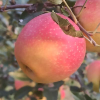 IDREES_FAYAZ's profile picture. 